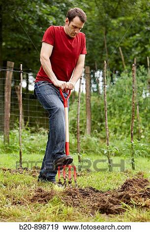 Farmer digging with hayfork, hand tool, farming, kitchen garden, Guipuzcoa, Basque Country, Spain View Large Photo Image Stock Photo - Farmer digging with hayfork, hand tool, farming, kitchen garden, Guipuzcoa, Basque Country, Spain. Fotosearch