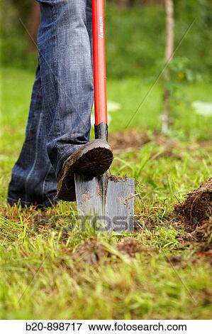 Farmer digging with spade, hand tool, farming, Guipuzcoa, Basque Country, Spain View Large Photo Image Stock Photo - Farmer digging with spade, hand tool, farming, Guipuzcoa, Basque Country, Spain. Fotosearch