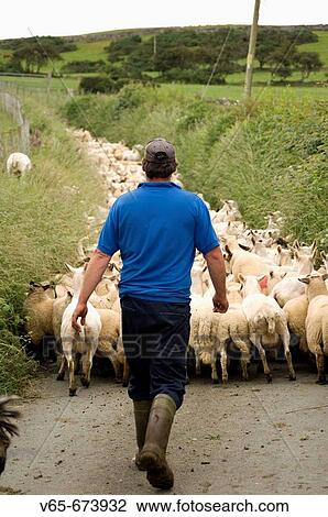 Stock Image - Farmer driving his flock of 400 various breeds of shorn sheep and their unshorn lambs, near the village of Rhosllefain near Tywyn, Gwynedd north Wales, UK. Fotosearch