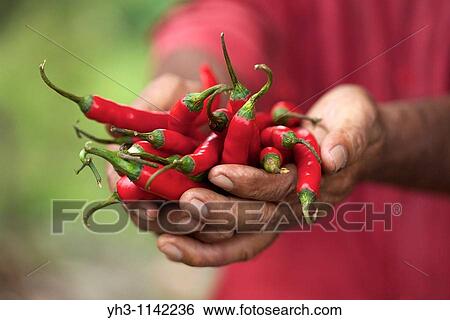 Stock Photograph - Farmer hand holding red hot chili peppers. Fotosearch