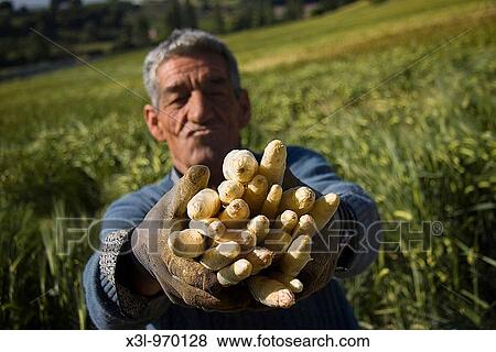 Farmer harvesting asparagus Uterga Navarra Spain View Large Photo Image Stock Photo - Farmer harvesting asparagus Uterga Navarra Spain. Fotosearch