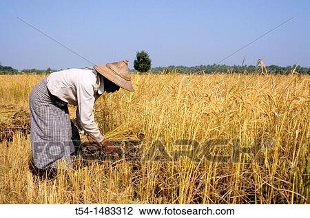 Stock Image - Farmer harvests rice in Myanmar. Fotosearch