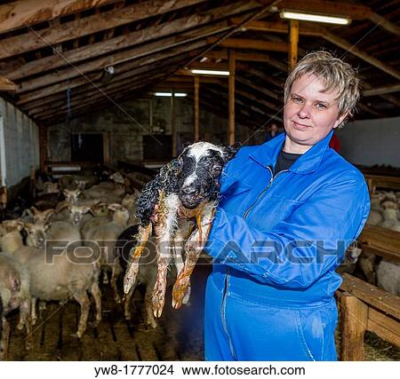 Farmer holding newborn lamb, Litla Hof, Iceland View Large Photo Image Picture - Farmer holding newborn lamb, Litla Hof, Iceland. Fotosearch