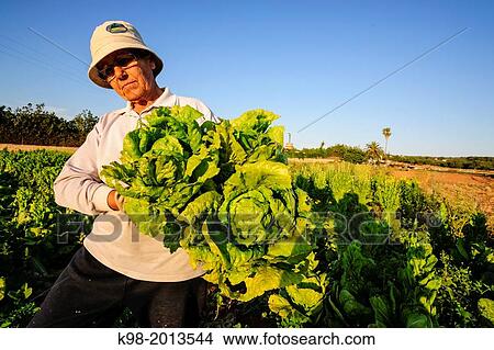 Picture - farmer in a farm field, Sant Jordi, municipality of Palma, Mallorca, Balearic Islands, spain, europe.. Fotosearch