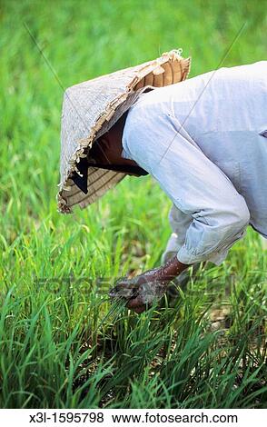 Farmer in rice field Mekong Delta Vietnam View Large Photo Image Stock Photo - Farmer in rice field Mekong Delta Vietnam. Fotosearch