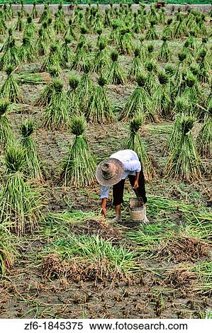 Farmer in rice fields of Guilin China. View Large Photo Image Stock Photography - Farmer in rice fields of Guilin China.. Fotosearch