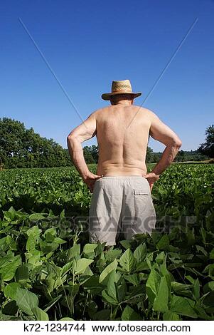 Farmer In Soybean Field View Large Photo Image Picture - Farmer In Soybean Field. Fotosearch