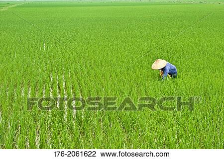 farmer in the rice paddies in Ninh Binh, Vietnam. View Large Photo Image Stock Image - farmer in the rice paddies in Ninh Binh, Vietnam.. Fotosearch