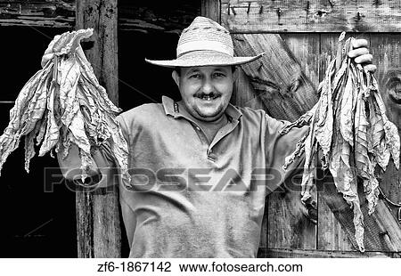 Farmer near barn to dry tobacco in tobacco fields in primative methods in Sierra del Rosario Cuba View Large Photo Image Stock Image - Farmer near barn to dry tobacco in tobacco fields in primative methods in Sierra del Rosario Cuba. Fotosearch