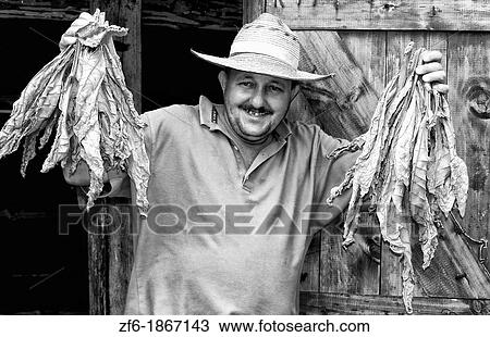 Farmer near barn to dry tobacco in tobacco fields in primative methods in Sierra del Rosario Cuba View Large Photo Image Stock Image - Farmer near barn to dry tobacco in tobacco fields in primative methods in Sierra del Rosario Cuba. Fotosearch