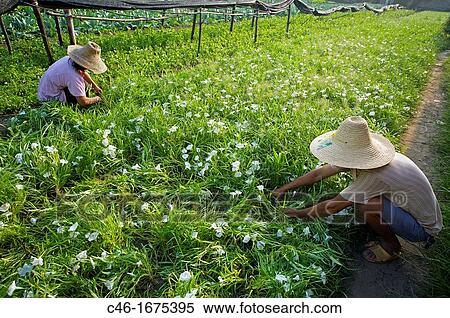 Stock Photography - Farmer, Park, Guilin, Li River, Guangxi, China.. Fotosearch