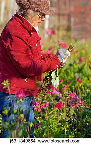Farmer picking dahlias on organic flower farm to be sold at farmers market, Humboldt County, California View Large Photo Image Picture - Farmer picking dahlias on organic flower farm to be sold at farmers market, Humboldt County, California. Fotosearch