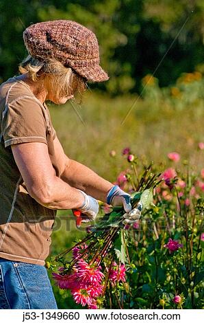 Farmer picking dahlias on organic flower farm to be sold at farmers market, Humboldt County, California View Large Photo Image Stock Image - Farmer picking dahlias on organic flower farm to be sold at farmers market, Humboldt County, California. Fotosearch