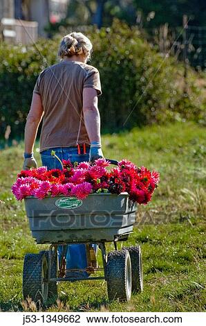 Farmer picking dahlias on organic flower farm to be sold at farmers market, Humboldt County, California View Large Photo Image Stock Image - Farmer picking dahlias on organic flower farm to be sold at farmers market, Humboldt County, California. Fotosearch