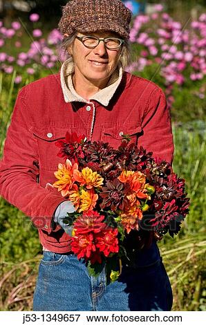 Farmer picking dahlias on organic flower farm to be sold at farmers market, Humboldt County, California View Large Photo Image Stock Photo - Farmer picking dahlias on organic flower farm to be sold at farmers market, Humboldt County, California. Fotosearch