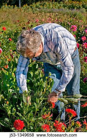 Farmer picking dahlias on organic flower farm to be sold at farmers market, Humboldt County, California View Large Photo Image Stock Photo - Farmer picking dahlias on organic flower farm to be sold at farmers market, Humboldt County, California. Fotosearch