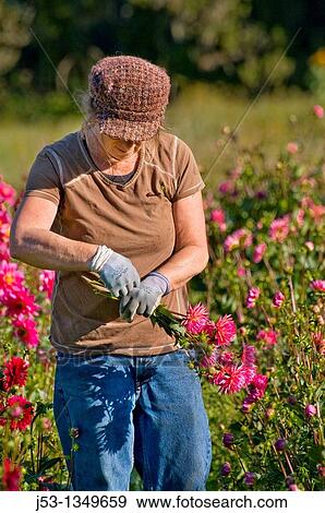 Farmer picking dahlias on organic flower farm to be sold at farmers market, Humboldt County, California View Large Photo Image Stock Photo - Farmer picking dahlias on organic flower farm to be sold at farmers market, Humboldt County, California. Fotosearch