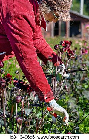 Farmer picking dahlias on organic flower farm, to be sold at farmers market, Humboldt County, California View Large Photo Image Stock Photograph - Farmer picking dahlias on organic flower farm, to be sold at farmers market, Humboldt County, California. Fotosearch