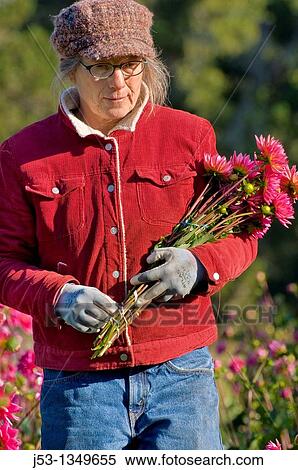 Farmer picking dahlias on organic flower farm to be sold at farmers market, Humboldt County, California View Large Photo Image Stock Photography - Farmer picking dahlias on organic flower farm to be sold at farmers market, Humboldt County, California. Fotosearch