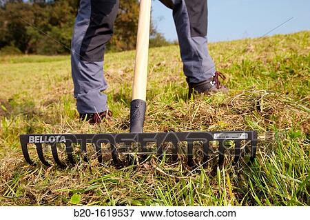 Farmer picking grass with rake, Agricultural and gardening hand tool, Usurbil, Gipuzkoa, Basque Country, Spain View Large Photo Image Stock Photo - Farmer picking grass with rake, Agricultural and gardening hand tool, Usurbil, Gipuzkoa, Basque Country, Spain. Fotosearch