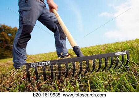 Farmer picking grass with rake, Agricultural and gardening hand tool, Usurbil, Gipuzkoa, Basque Country, Spain View Large Photo Image Stock Photo - Farmer picking grass with rake, Agricultural and gardening hand tool, Usurbil, Gipuzkoa, Basque Country, Spain. Fotosearch