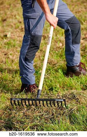 Farmer picking grass with rake, Agricultural and gardening hand tool, Usurbil, Gipuzkoa, Basque Country, Spain View Large Photo Image Stock Photograph - Farmer picking grass with rake, Agricultural and gardening hand tool, Usurbil, Gipuzkoa, Basque Country, Spain. Fotosearch