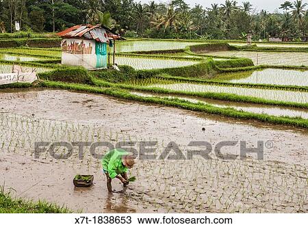 Farmer planting rice in the rice fields surrounding Ubud, central Bali, Indonesia View Large Photo Image Stock Image - Farmer planting rice in the rice fields surrounding Ubud, central Bali, Indonesia. Fotosearch