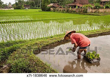 Farmer planting rice in the rice fields surrounding Ubud, central Bali, Indonesia View Large Photo Image Stock Photograph - Farmer planting rice in the rice fields surrounding Ubud, central Bali, Indonesia. Fotosearch