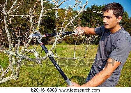 Farmer pruning fruit tree, Pruning secateur, hand tools for agriculture, Usurbil, Gipuzkoa, Basque Country, Spain View Large Photo Image Stock Image - Farmer pruning fruit tree, Pruning secateur, hand tools for agriculture, Usurbil, Gipuzkoa, Basque Country, Spain. Fotosearch