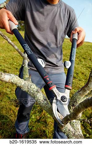 Farmer pruning fruit tree, Pruning secateur, hand tools for agriculture, Usurbil, Gipuzkoa, Basque Country, Spain View Large Photo Image Stock Photography - Farmer pruning fruit tree, Pruning secateur, hand tools for agriculture, Usurbil, Gipuzkoa, Basque Country, Spain. Fotosearch