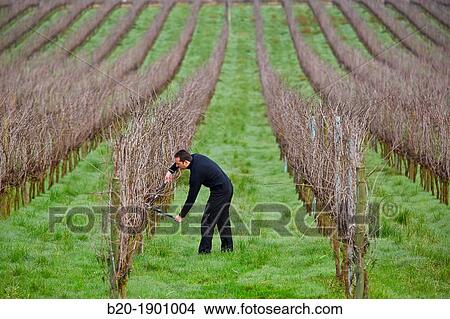 Farmer pruning vineyard, Txakoli, Gipuzkoa, Basque Country, Spain. View Large Photo Image Picture - Farmer pruning vineyard, Txakoli, Gipuzkoa, Basque Country, Spain.. Fotosearch