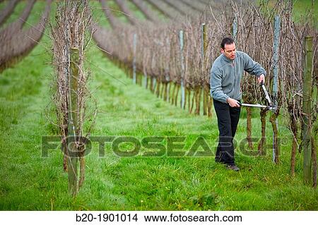 Farmer pruning vineyard, Txakoli, Gipuzkoa, Basque Country, Spain. View Large Photo Image Picture - Farmer pruning vineyard, Txakoli, Gipuzkoa, Basque Country, Spain.. Fotosearch