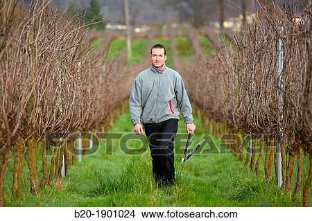 Farmer pruning vineyard, Txakoli, Gipuzkoa, Basque Country, Spain. View Large Photo Image Picture - Farmer pruning vineyard, Txakoli, Gipuzkoa, Basque Country, Spain.. Fotosearch