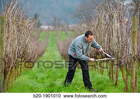 Farmer pruning vineyard, Txakoli, Gipuzkoa, Basque Country, Spain. View Large Photo Image Stock Image - Farmer pruning vineyard, Txakoli, Gipuzkoa, Basque Country, Spain.. Fotosearch