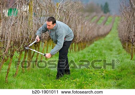 Farmer pruning vineyard, Txakoli, Gipuzkoa, Basque Country, Spain. View Large Photo Image Stock Image - Farmer pruning vineyard, Txakoli, Gipuzkoa, Basque Country, Spain.. Fotosearch