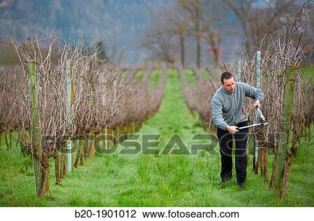 Farmer pruning vineyard, Txakoli, Gipuzkoa, Basque Country, Spain. View Large Photo Image Stock Image - Farmer pruning vineyard, Txakoli, Gipuzkoa, Basque Country, Spain.. Fotosearch