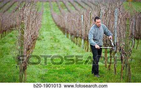 Farmer pruning vineyard, Txakoli, Gipuzkoa, Basque Country, Spain. View Large Photo Image Stock Image - Farmer pruning vineyard, Txakoli, Gipuzkoa, Basque Country, Spain.. Fotosearch