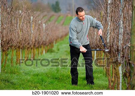 Farmer pruning vineyard, Txakoli, Gipuzkoa, Basque Country, Spain. View Large Photo Image Stock Image - Farmer pruning vineyard, Txakoli, Gipuzkoa, Basque Country, Spain.. Fotosearch