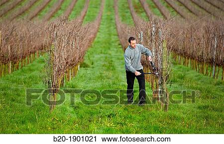 Stock Image - Farmer pruning vineyard, Txakoli, Gipuzkoa, Basque Country, Spain.. Fotosearch