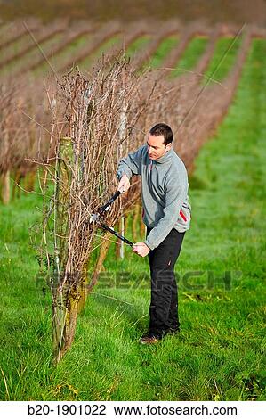 Farmer pruning vineyard, Txakoli, Gipuzkoa, Basque Country, Spain. View Large Photo Image Stock Image - Farmer pruning vineyard, Txakoli, Gipuzkoa, Basque Country, Spain.. Fotosearch