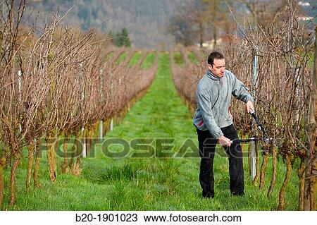 Farmer pruning vineyard, Txakoli, Gipuzkoa, Basque Country, Spain. View Large Photo Image Stock Image - Farmer pruning vineyard, Txakoli, Gipuzkoa, Basque Country, Spain.. Fotosearch
