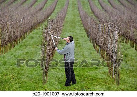 Farmer pruning vineyard, Txakoli, Gipuzkoa, Basque Country, Spain View Large Photo Image Stock Photo - Farmer pruning vineyard, Txakoli, Gipuzkoa, Basque Country, Spain. Fotosearch