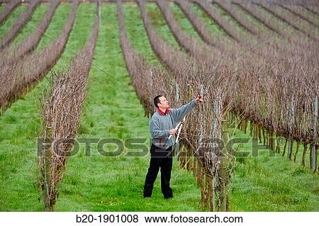 Stock Photo - Farmer pruning vineyard, Txakoli, Gipuzkoa, Basque Country, Spain.. Fotosearch