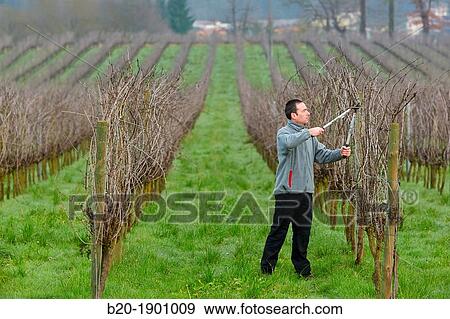 Farmer pruning vineyard, Txakoli, Gipuzkoa, Basque Country, Spain. View Large Photo Image Stock Photo - Farmer pruning vineyard, Txakoli, Gipuzkoa, Basque Country, Spain.. Fotosearch