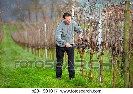 Farmer pruning vineyard, Txakoli, Gipuzkoa, Basque Country, Spain. View Large Photo Image Stock Photo - Farmer pruning vineyard, Txakoli, Gipuzkoa, Basque Country, Spain.. Fotosearch