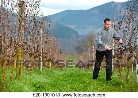 Farmer pruning vineyard, Txakoli, Gipuzkoa, Basque Country, Spain. View Large Photo Image Stock Photo - Farmer pruning vineyard, Txakoli, Gipuzkoa, Basque Country, Spain.. Fotosearch
