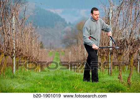 Farmer pruning vineyard, Txakoli, Gipuzkoa, Basque Country, Spain. View Large Photo Image Stock Photo - Farmer pruning vineyard, Txakoli, Gipuzkoa, Basque Country, Spain.. Fotosearch
