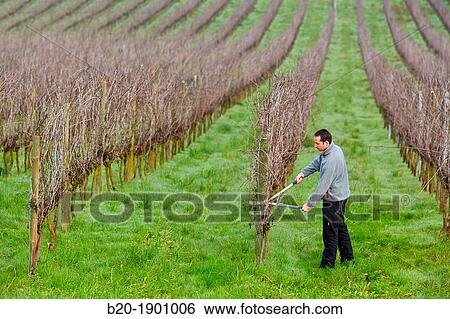Farmer pruning vineyard, Txakoli, Gipuzkoa, Basque Country, Spain. View Large Photo Image Stock Photograph - Farmer pruning vineyard, Txakoli, Gipuzkoa, Basque Country, Spain.. Fotosearch