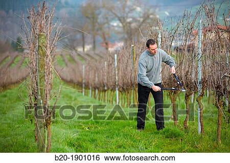 Farmer pruning vineyard, Txakoli, Gipuzkoa, Basque Country, Spain. View Large Photo Image Stock Photograph - Farmer pruning vineyard, Txakoli, Gipuzkoa, Basque Country, Spain.. Fotosearch