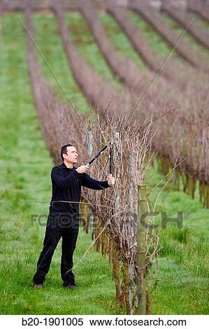 Stock Photography - Farmer pruning vineyard, Txakoli, Gipuzkoa, Basque Country, Spain.. Fotosearch